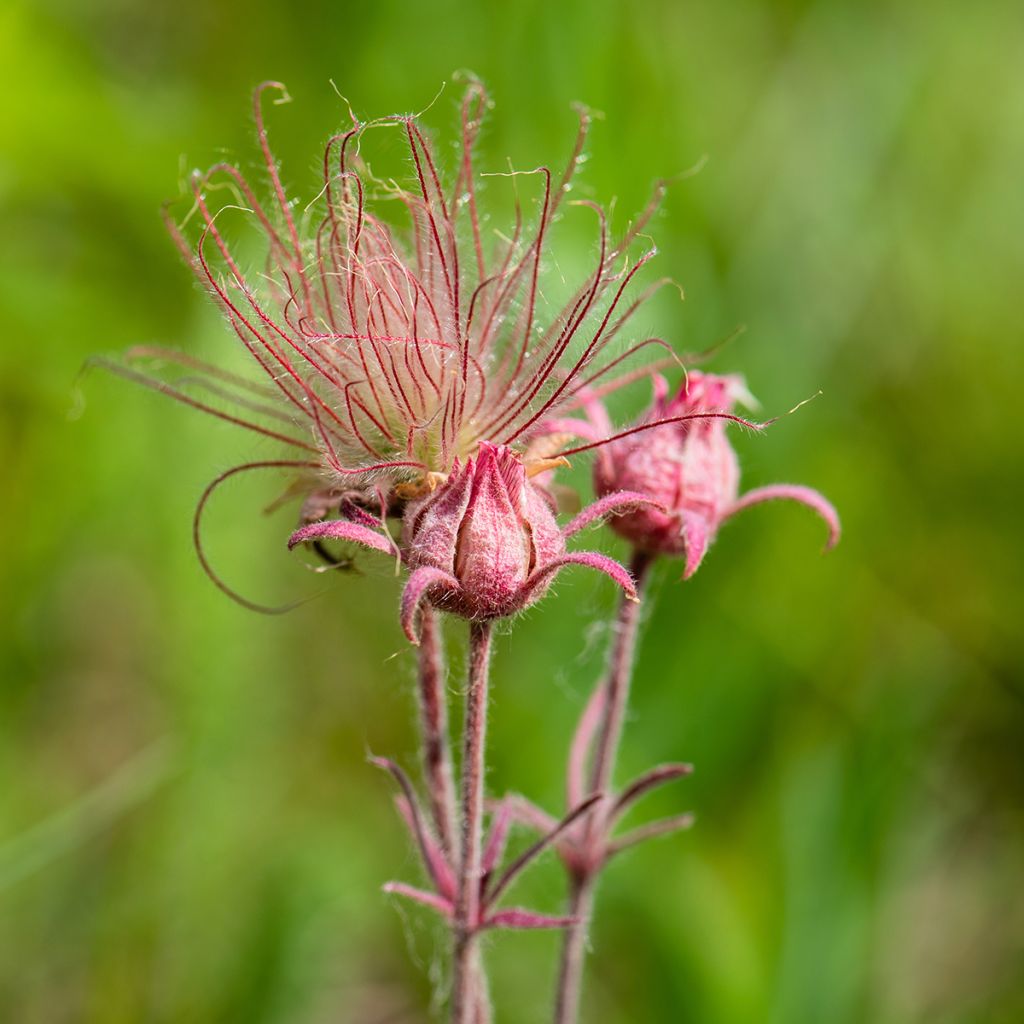 Geum triflorum - Benoîte rose rougeâtre