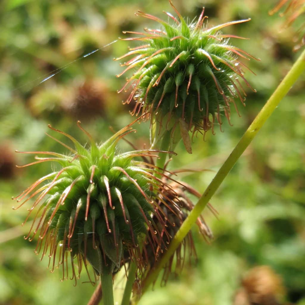 Geum urbanum - Benoîte commune.