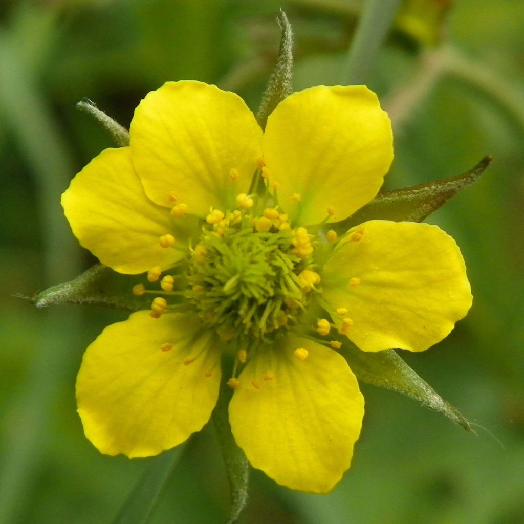 Geum urbanum - Benoîte commune.