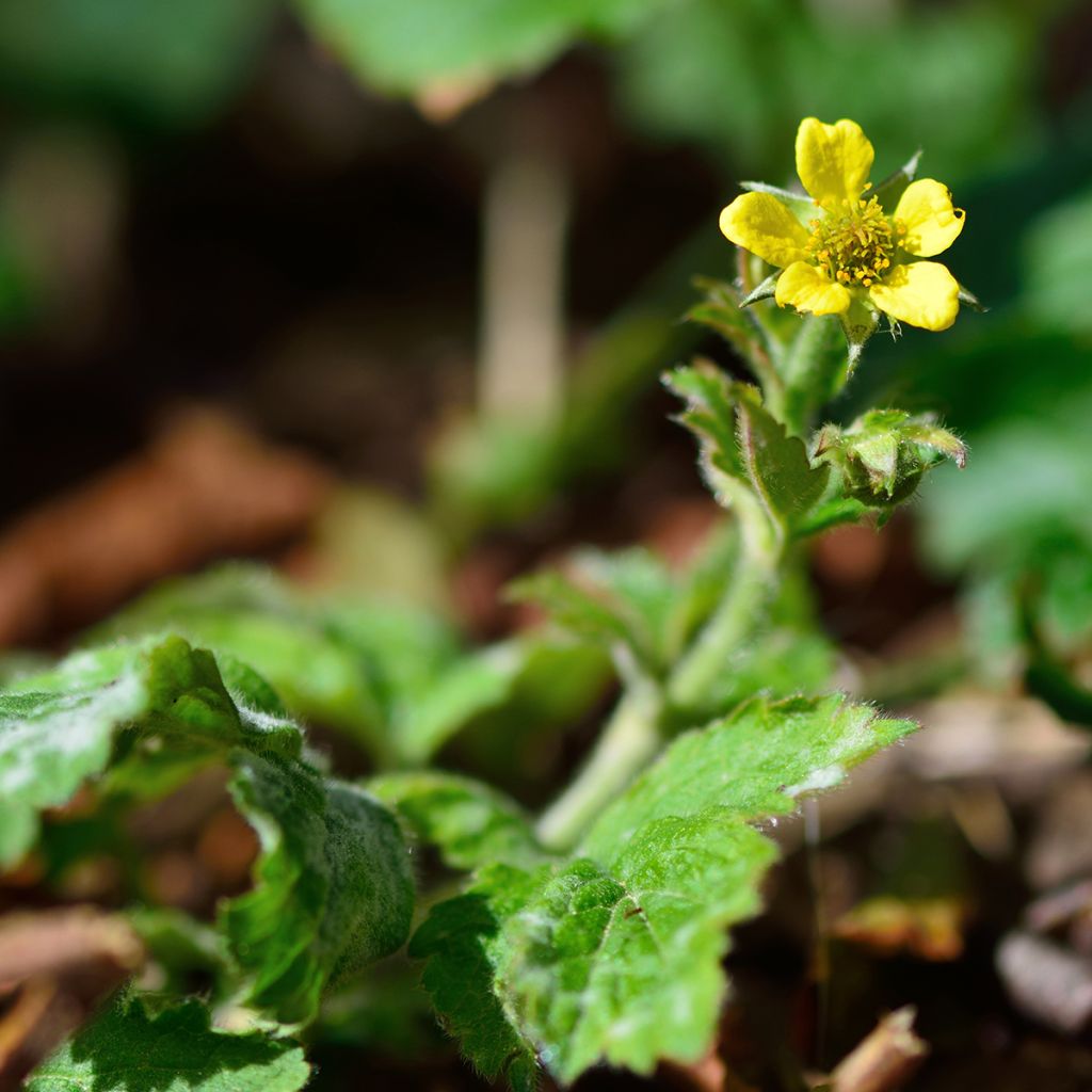 Geum urbanum - Benoîte commune.