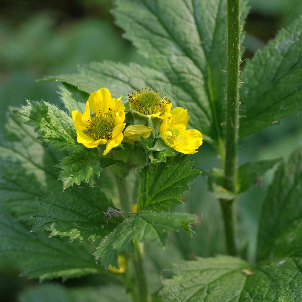 Geum urbanum - Benoîte commune.