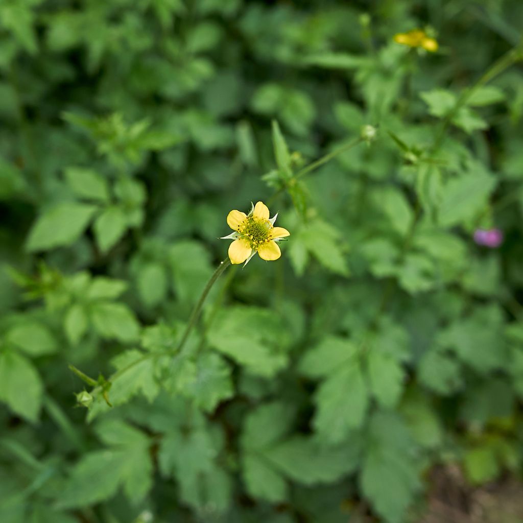 Geum urbanum - Benoîte commune.