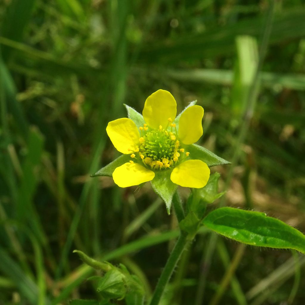 Geum urbanum - Benoîte commune.