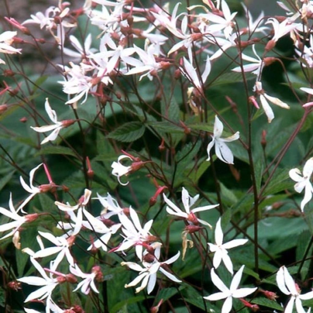 Gillenia trifoliata