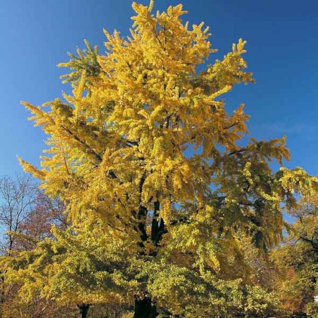 Ginkgo biloba - Vente Ginko bilobé - Arbre aux quarante écus