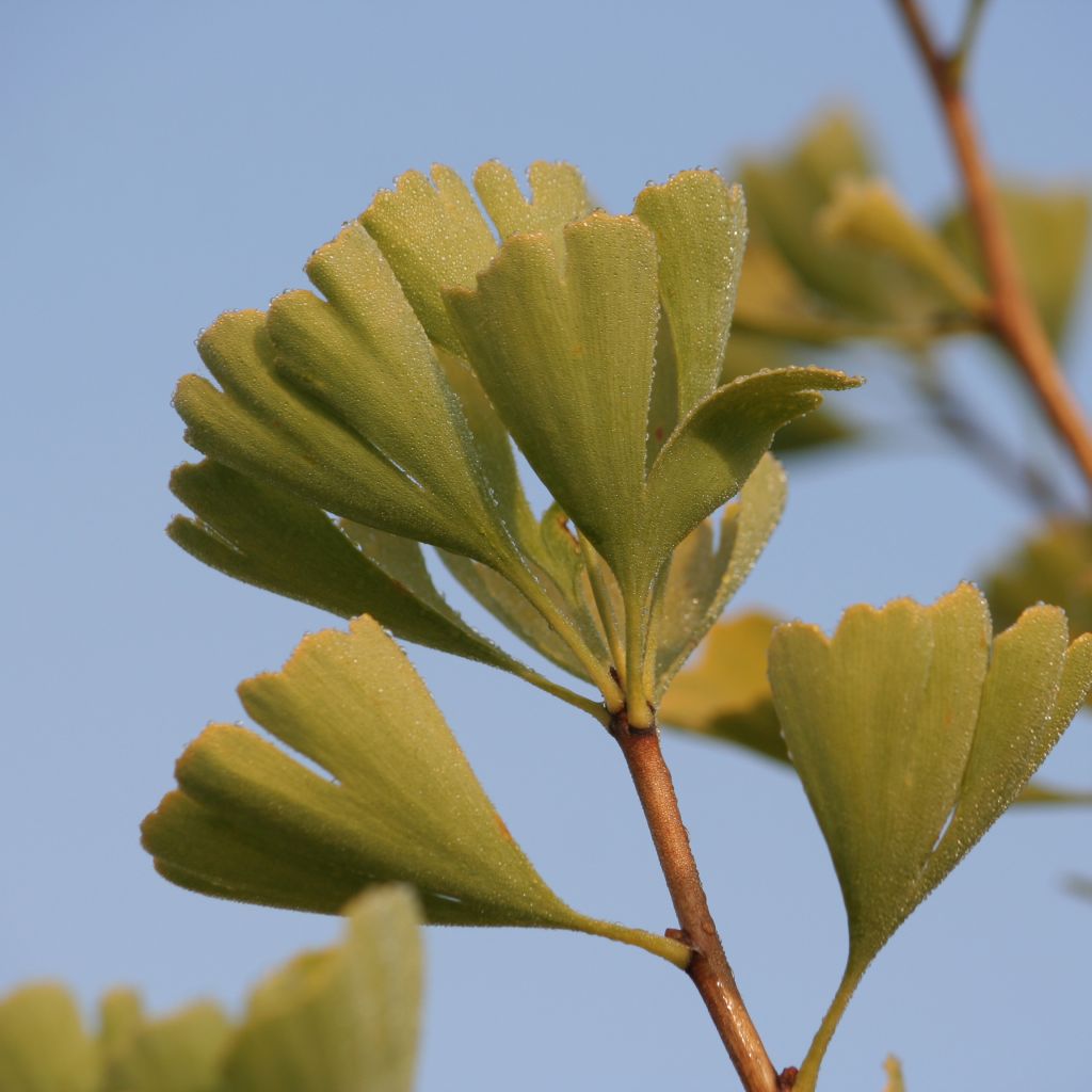 Ginkgo biloba Blagon - Arbre aux quarante écus 