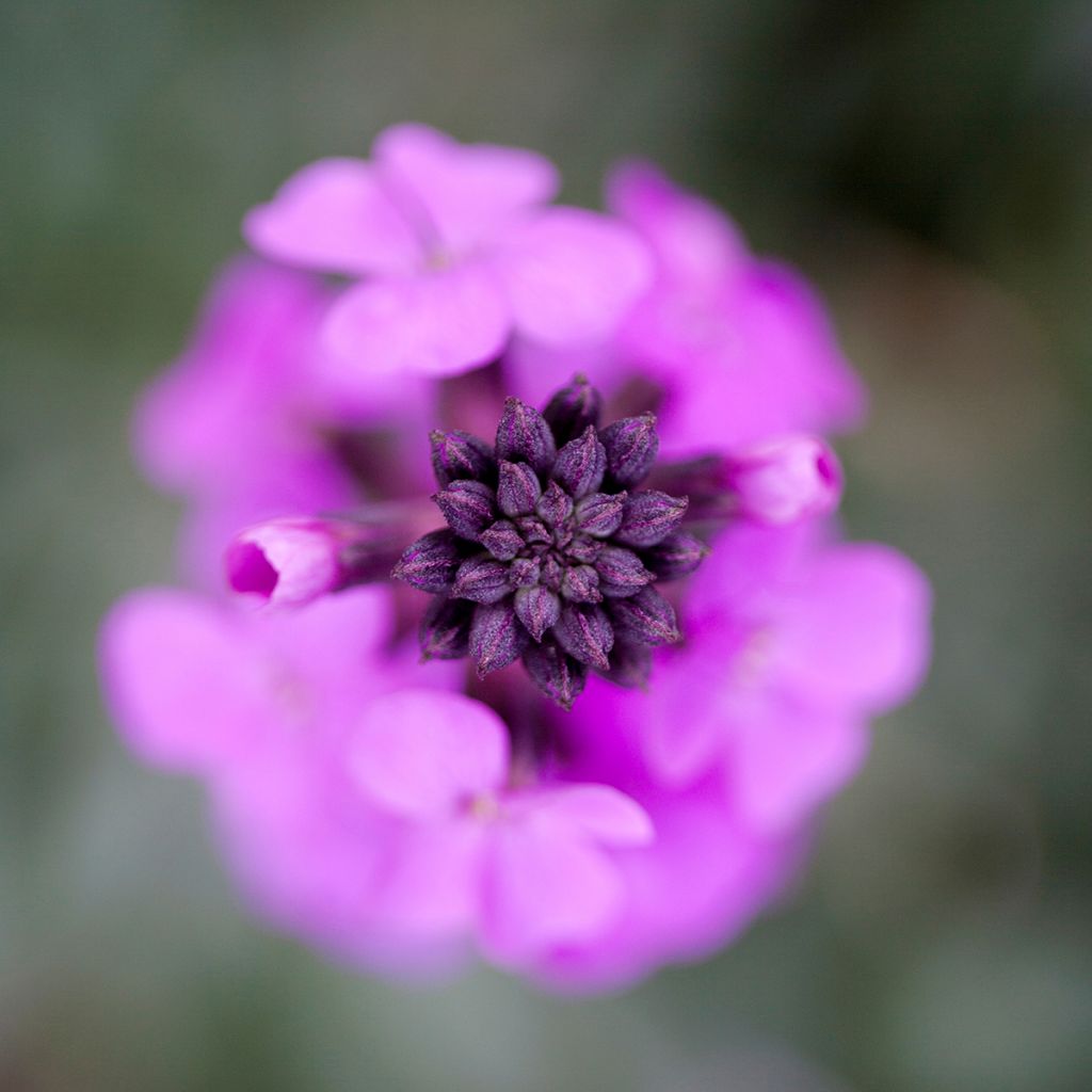 Giroflée arbustive - Erysimum Bowles Mauve