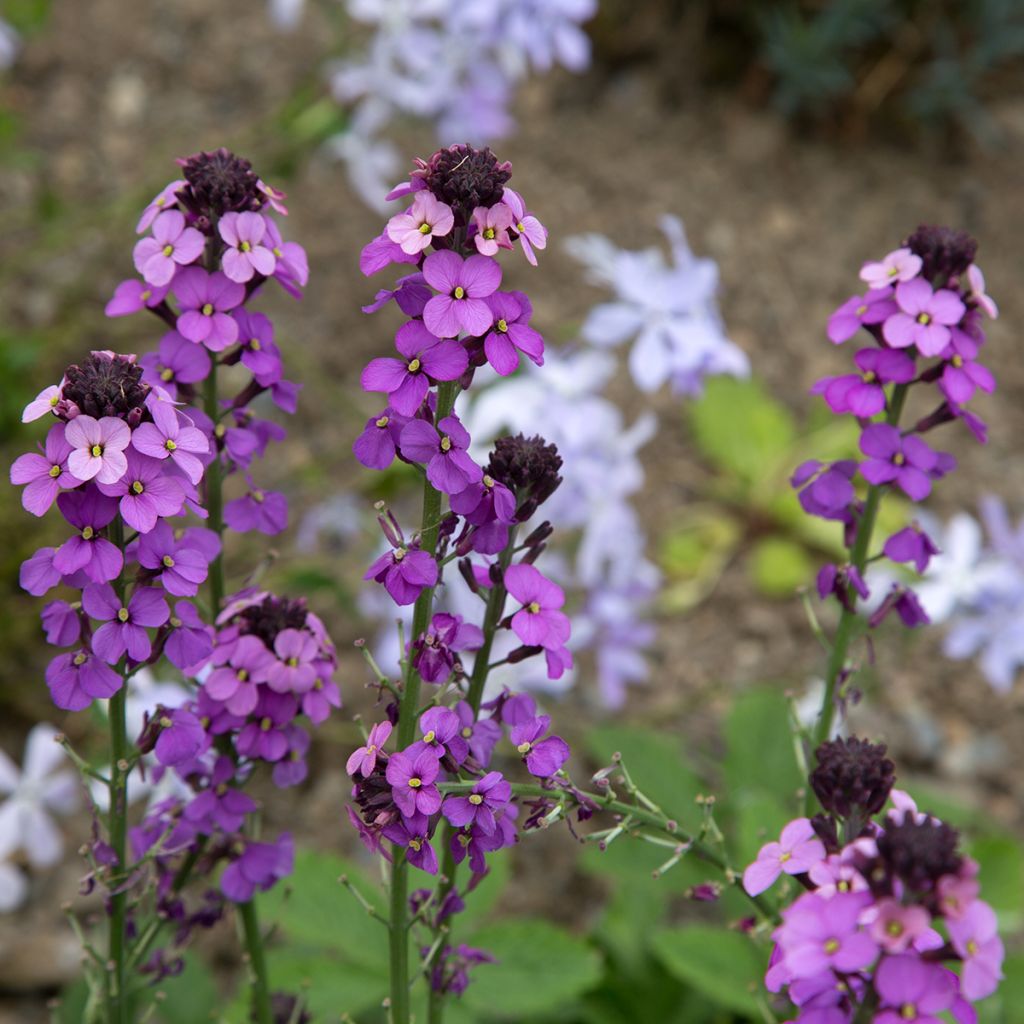 Giroflée arbustive - Erysimum Bowles Mauve