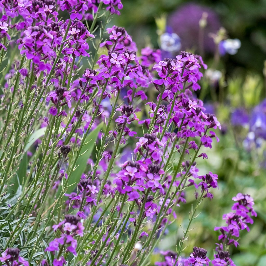 Giroflée arbustive - Erysimum Bowles Mauve