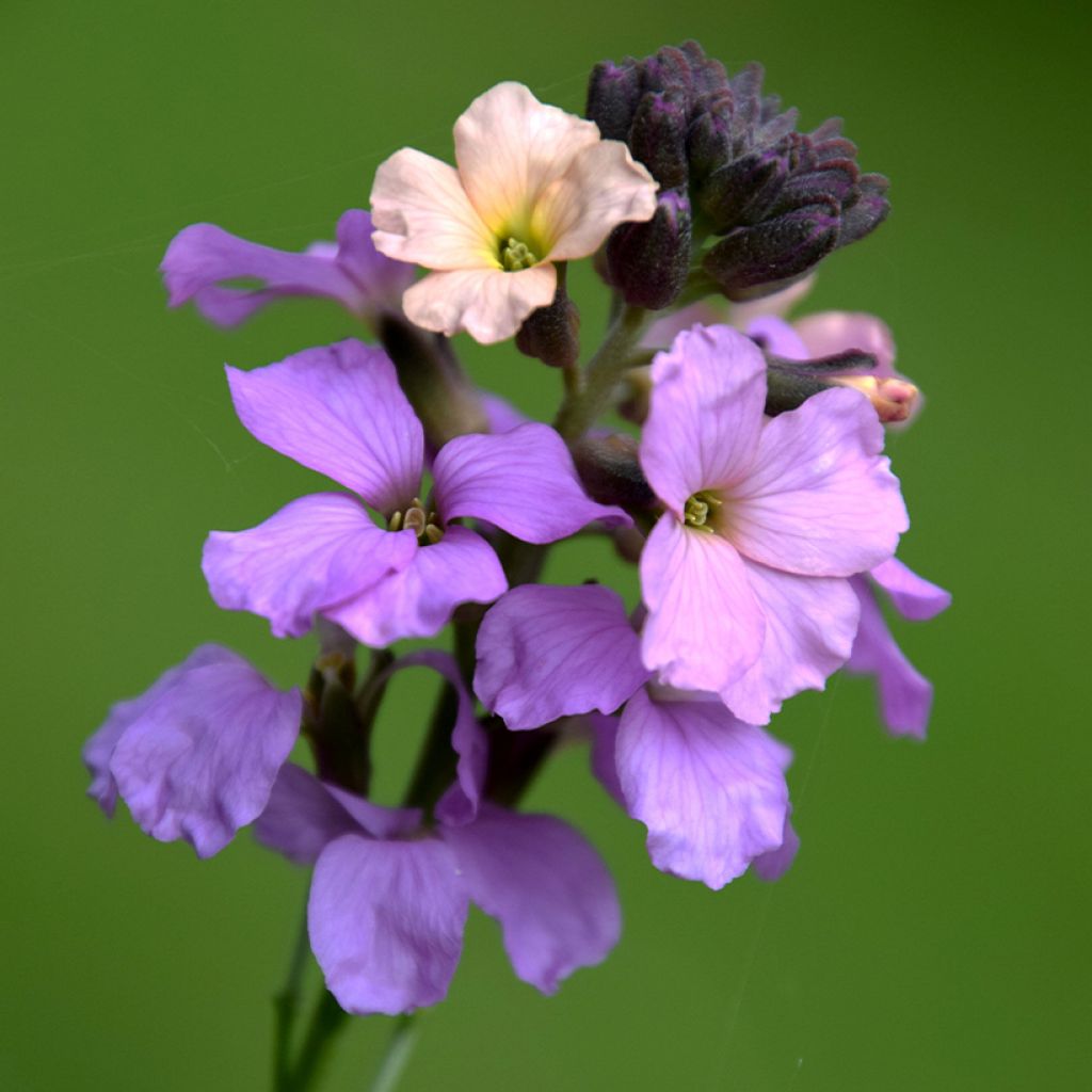 Giroflée arbustive - Erysimum Jenny Brook