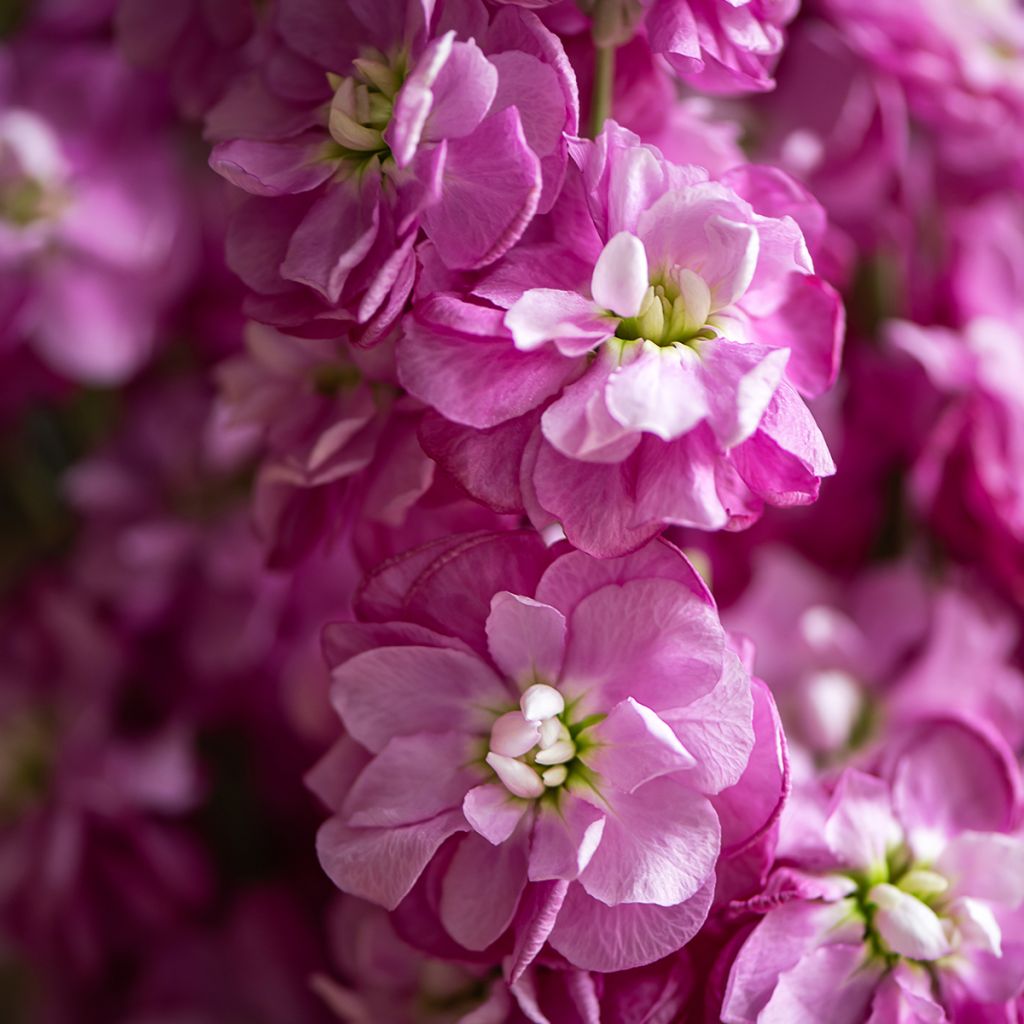 Giroflée quarantaine - Matthiola incana