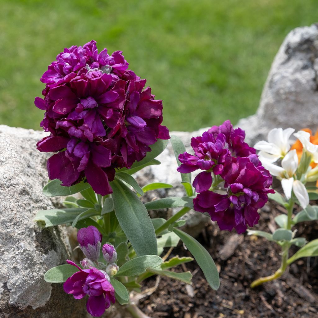 Giroflée quarantaine - Matthiola incana