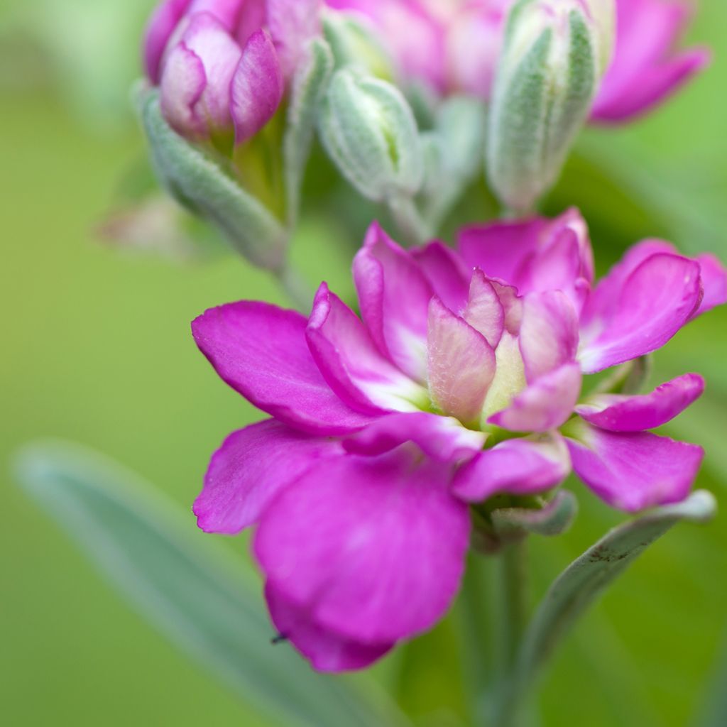 Giroflée quarantaine - Matthiola incana