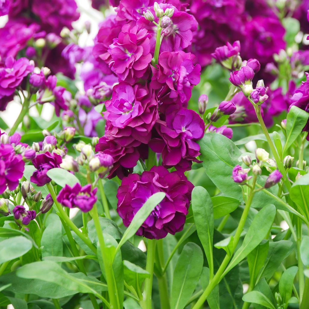 Giroflée quarantaine - Matthiola incana