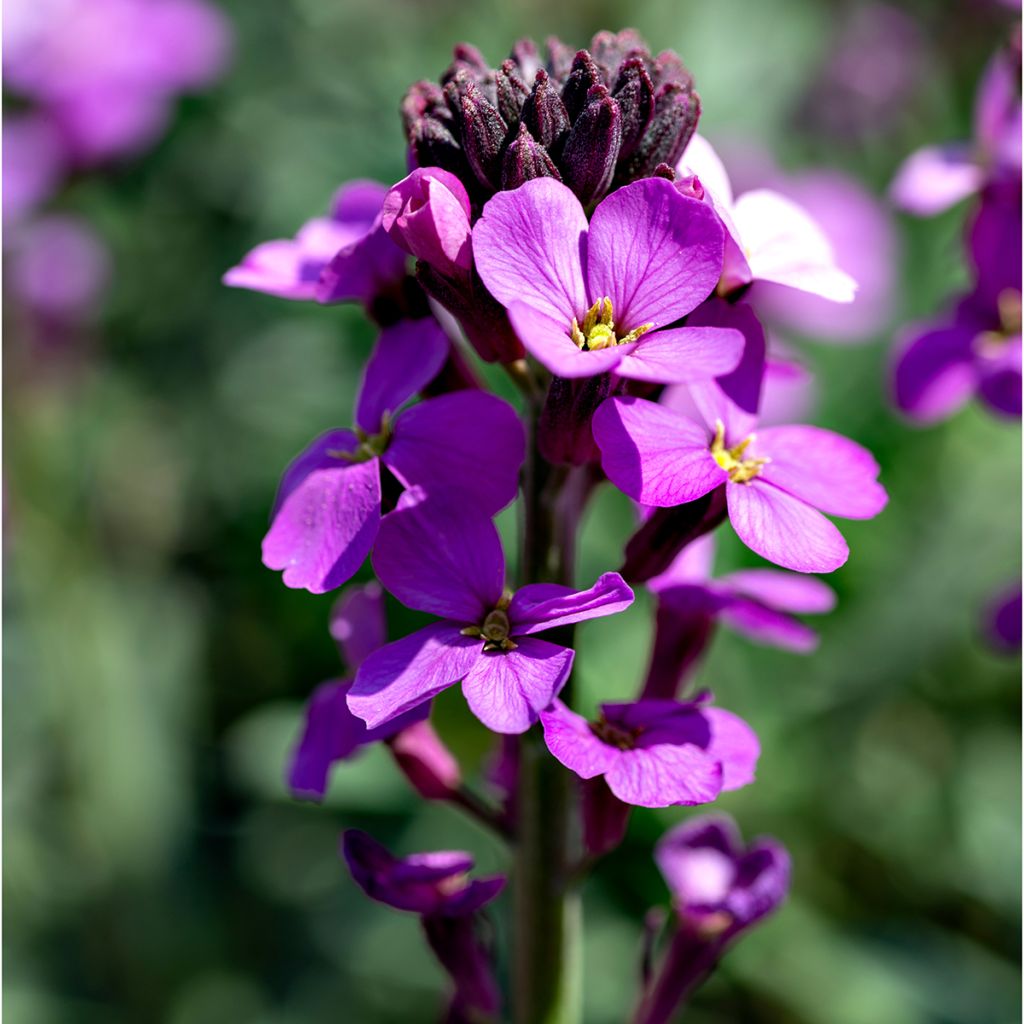 Giroflée vivace - Erysimum Poem Lavender 