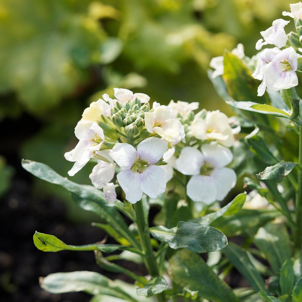 Giroflée vivace - Erysimum Rysi Moon Mini-motte