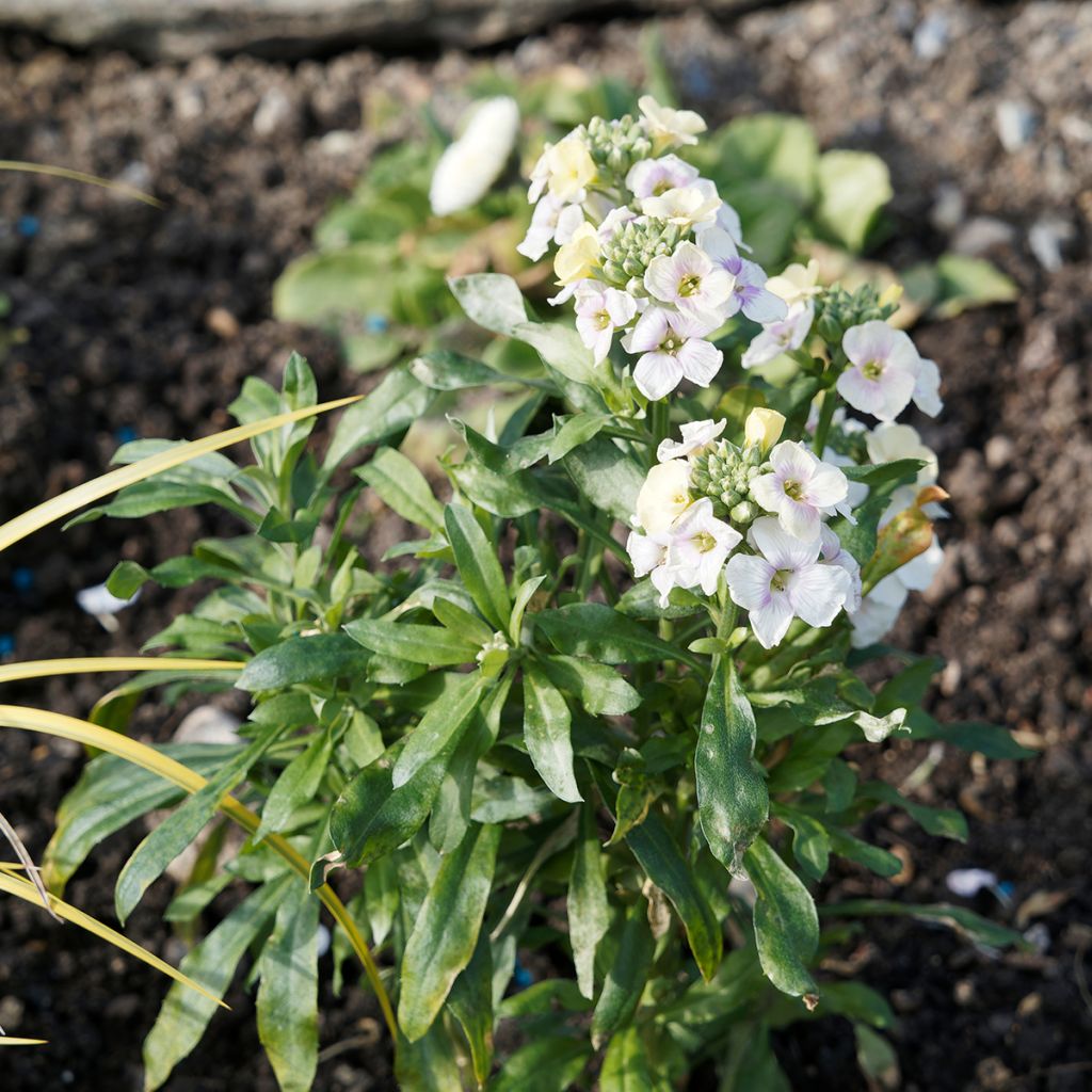 Giroflée vivace - Erysimum Rysi Moon Mini-motte