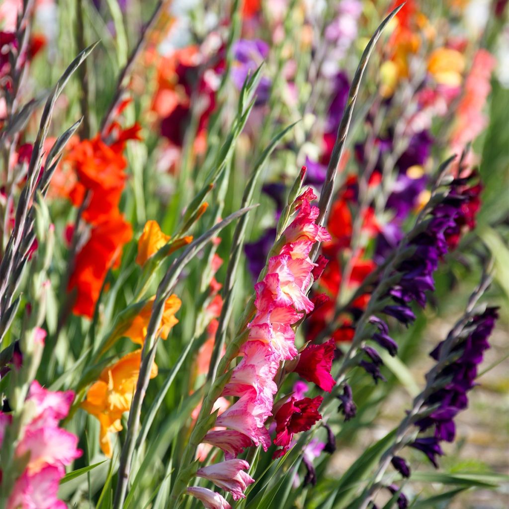 Gladiolus ou Glaïeuls en mélange (petites fleurs)