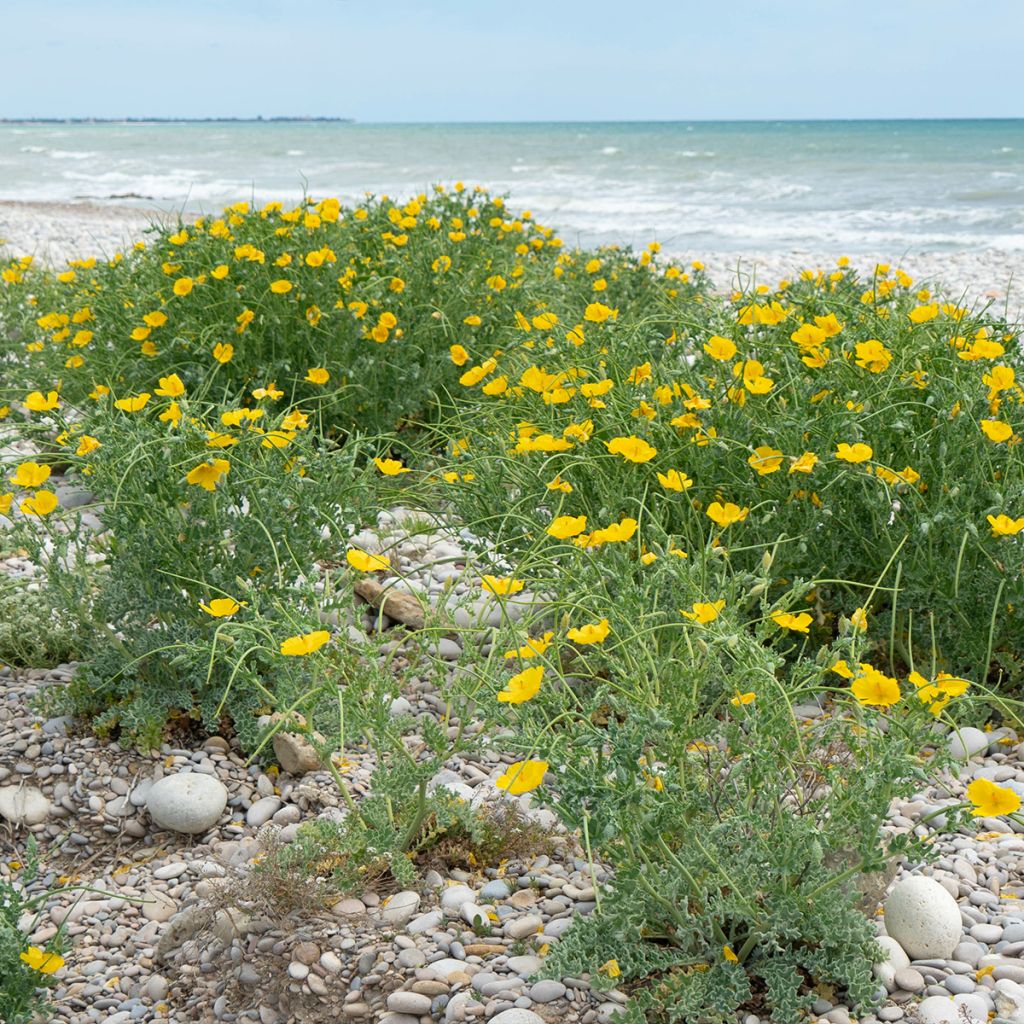 Glaucium flavum