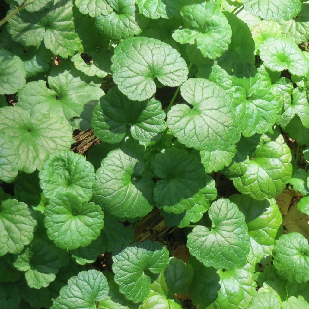 Glechoma hederacea - Lierre terrestre