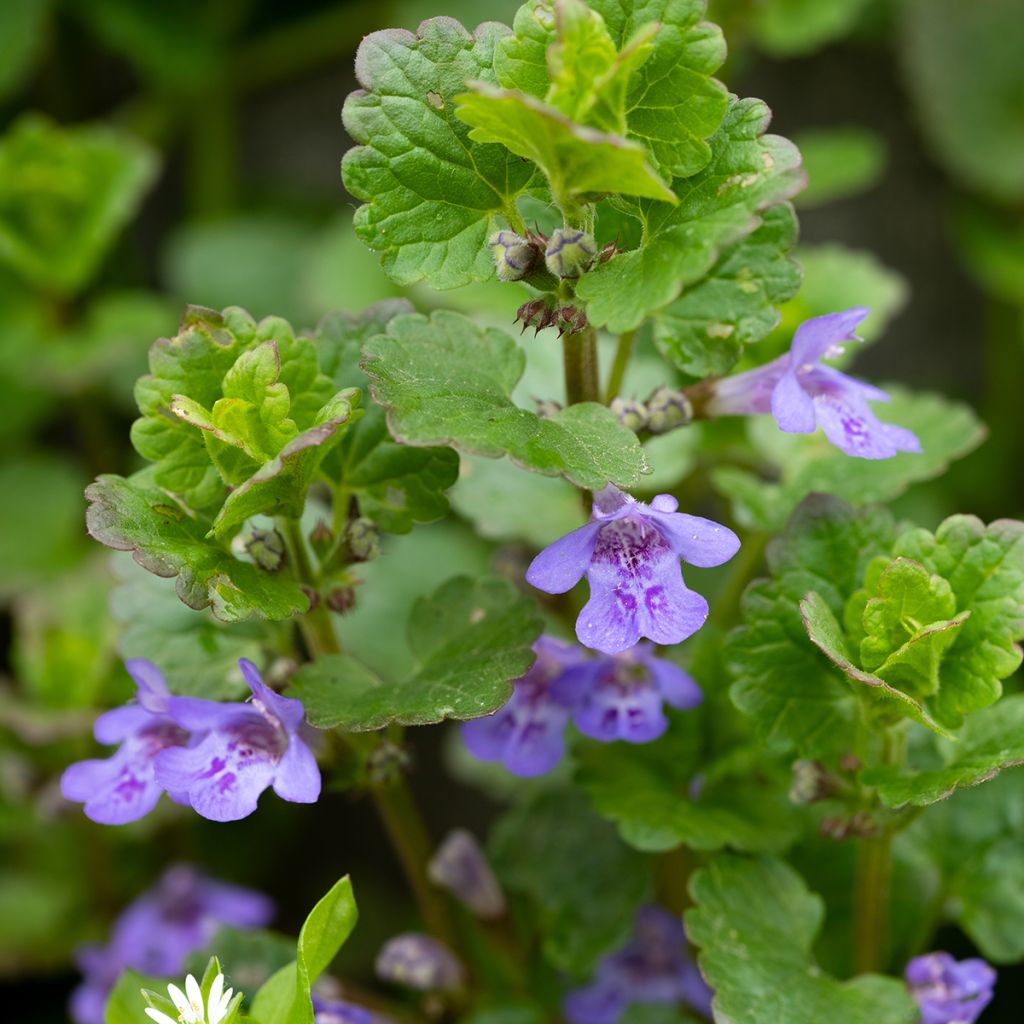 Glechoma hederacea - Lierre terrestre