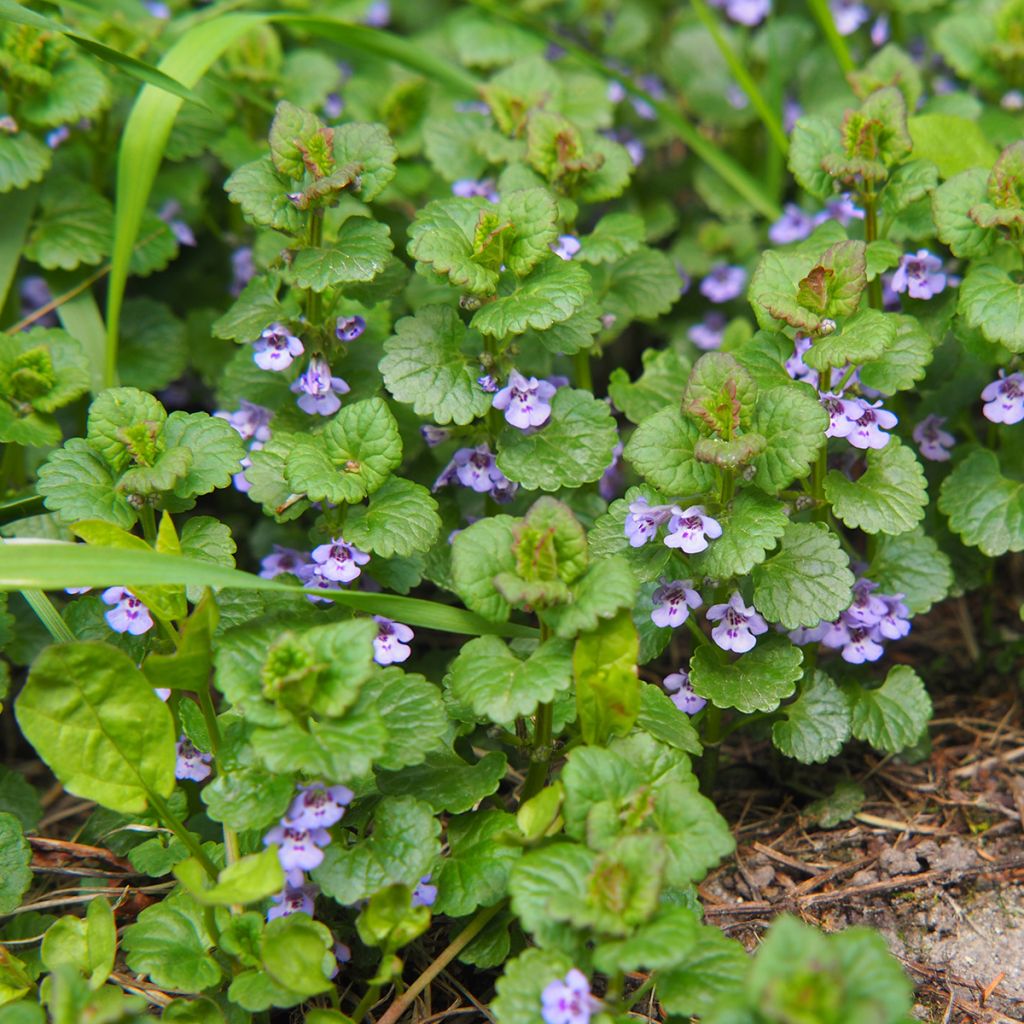 Glechoma hederacea - Lierre terrestre