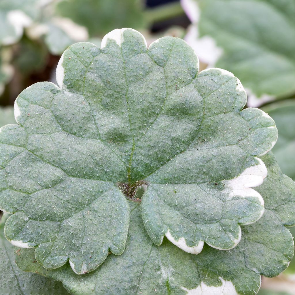 Glechoma hederacea Variegata - Lierre terrestre panaché