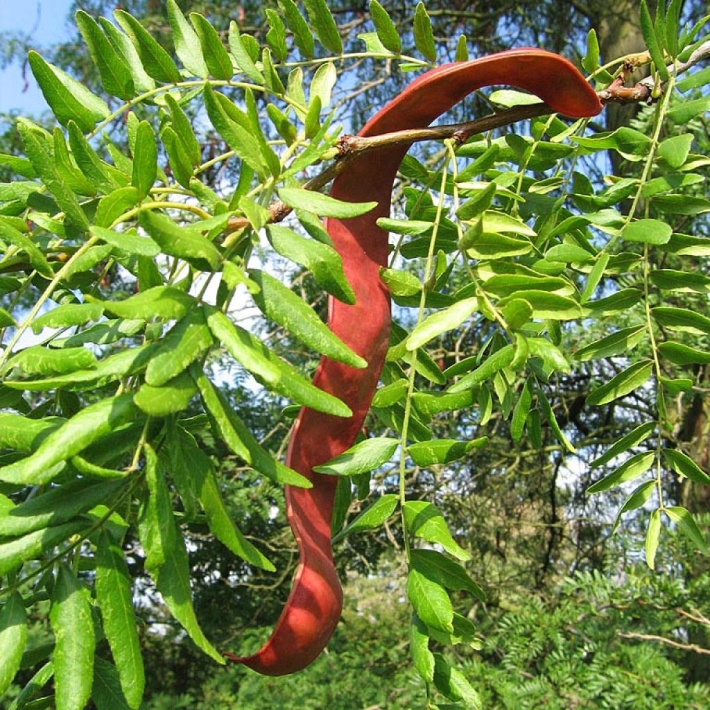 Gleditsia triacanthos - Févier d'Amérique