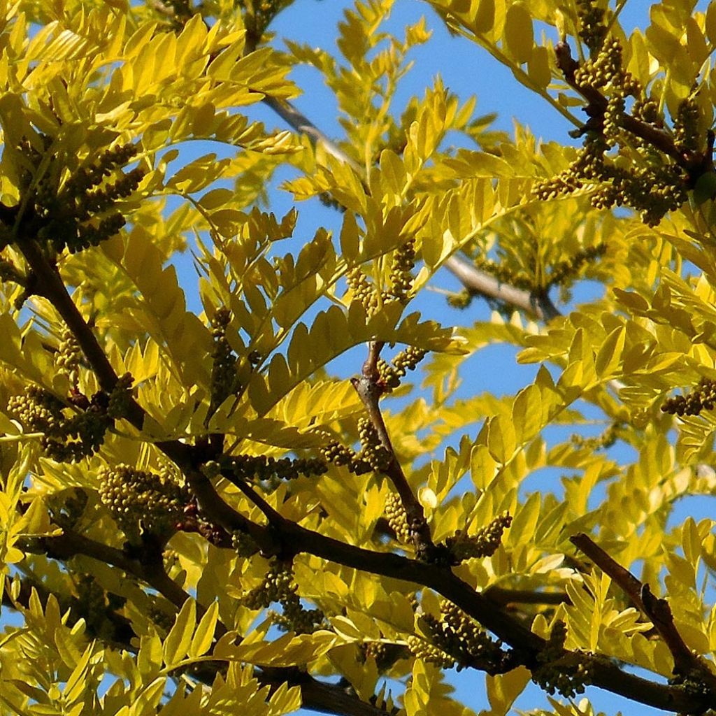 Gleditsia triacanthos Shademaster - Févier d'Amérique