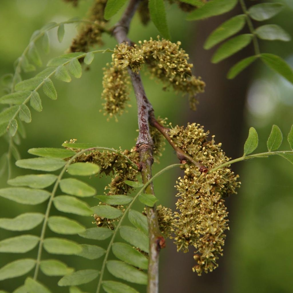 Gleditsia triacanthos Skyline - Févier d'Amérique