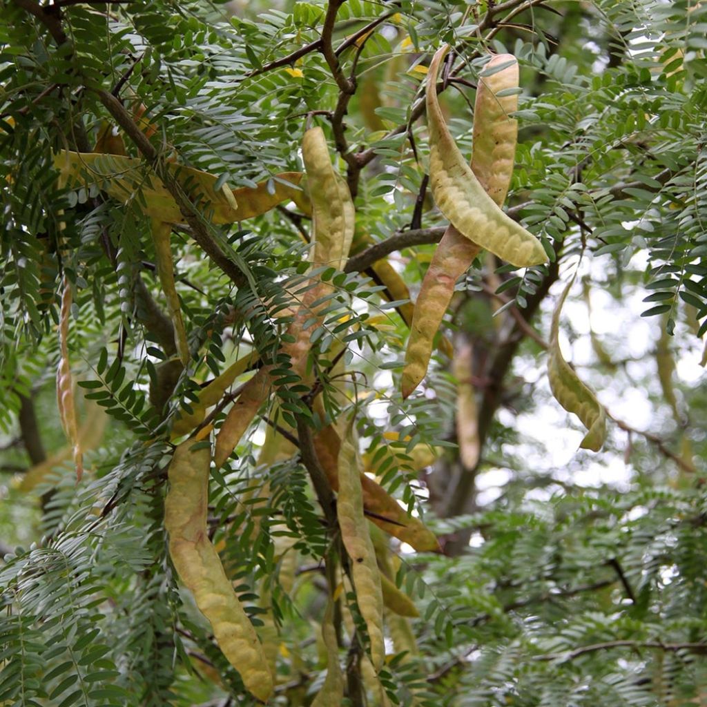 Gleditsia triacanthos Skyline - Févier d'Amérique