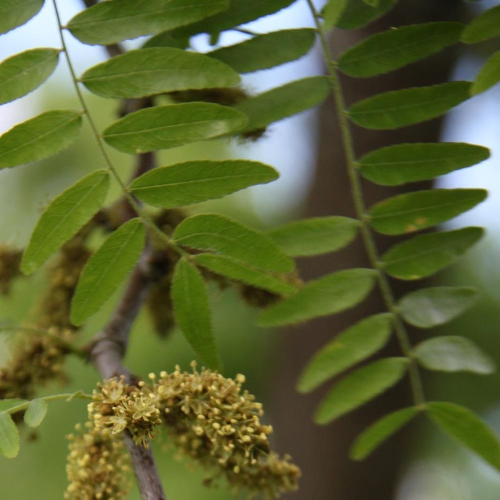 Gleditsia triacanthos Skyline - Févier d'Amérique