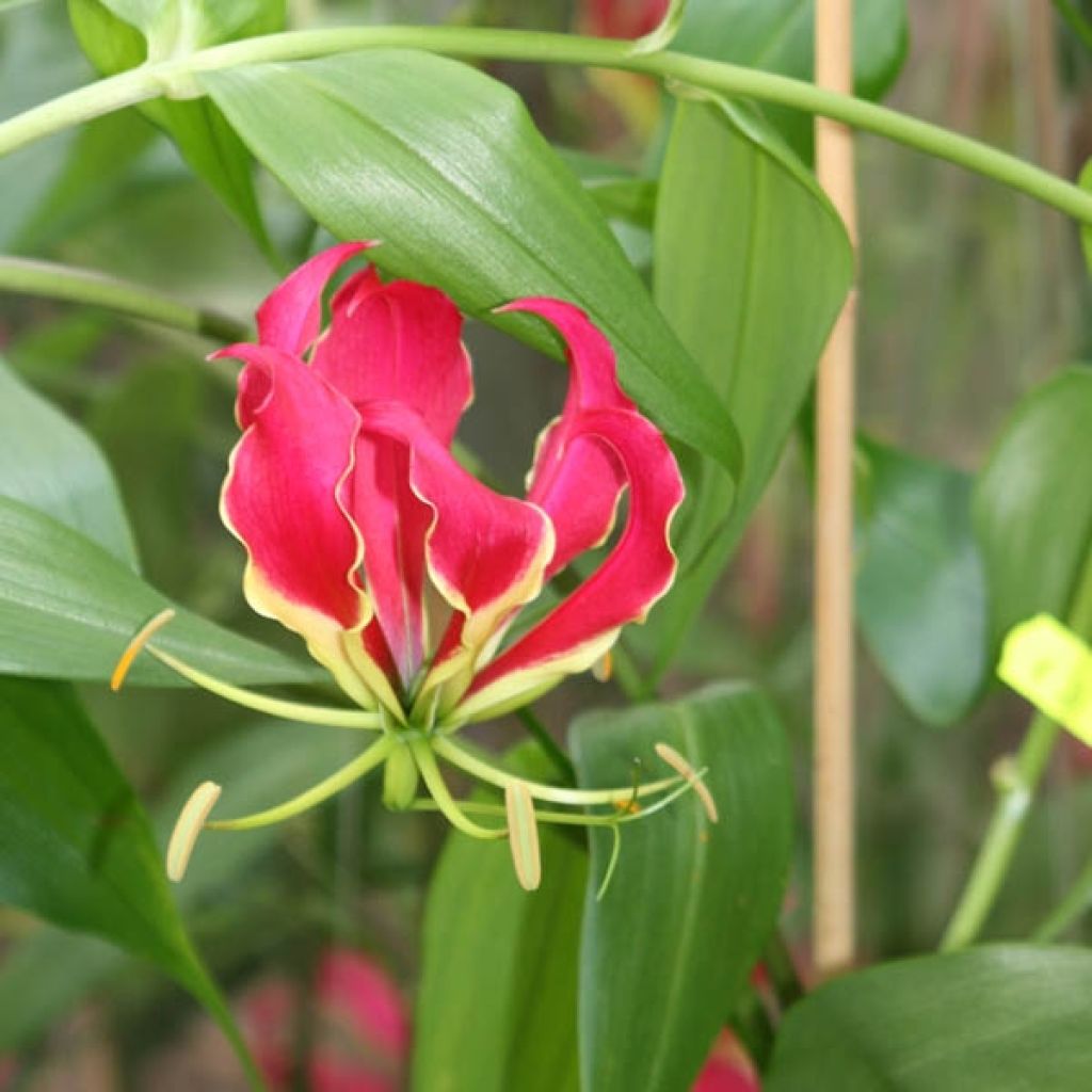 Gloriosa rothschildiana - Lis glorieux