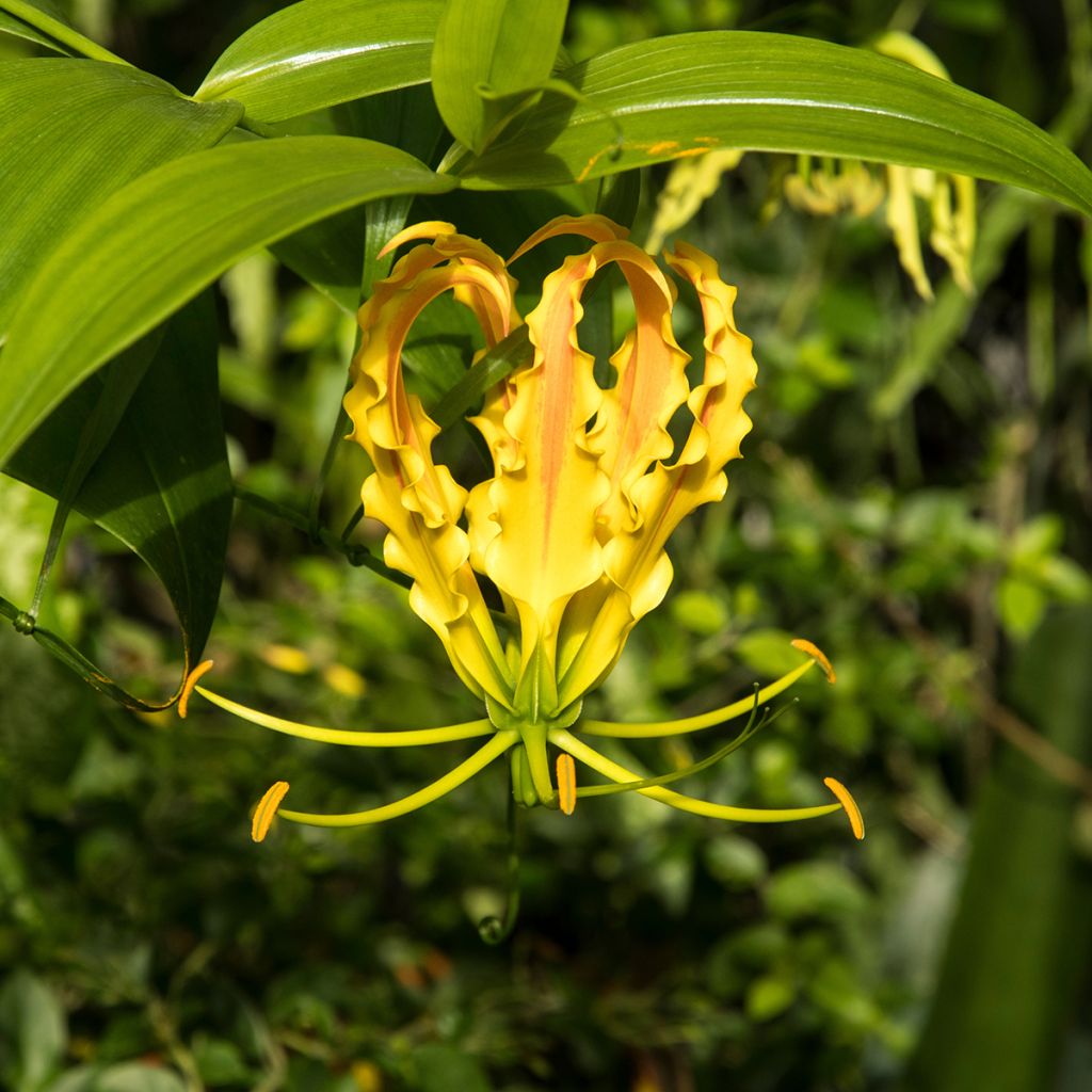 Gloriosa lutea - Lis glorieux jaune