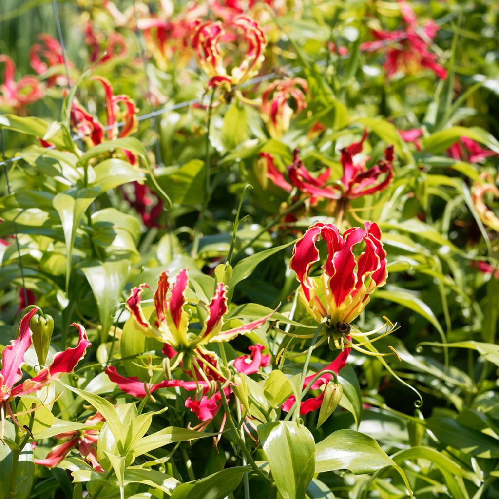 Gloriosa rothschildiana - Lis glorieux   