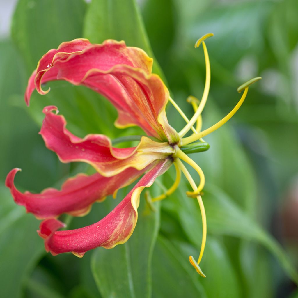 Gloriosa rothschildiana - Lis glorieux   