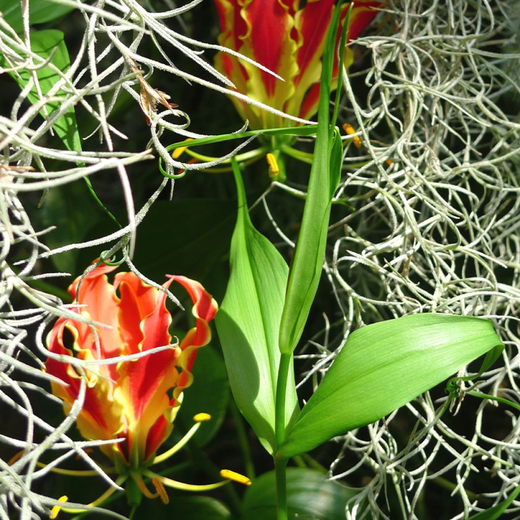 Gloriosa rothschildiana - Lis glorieux   