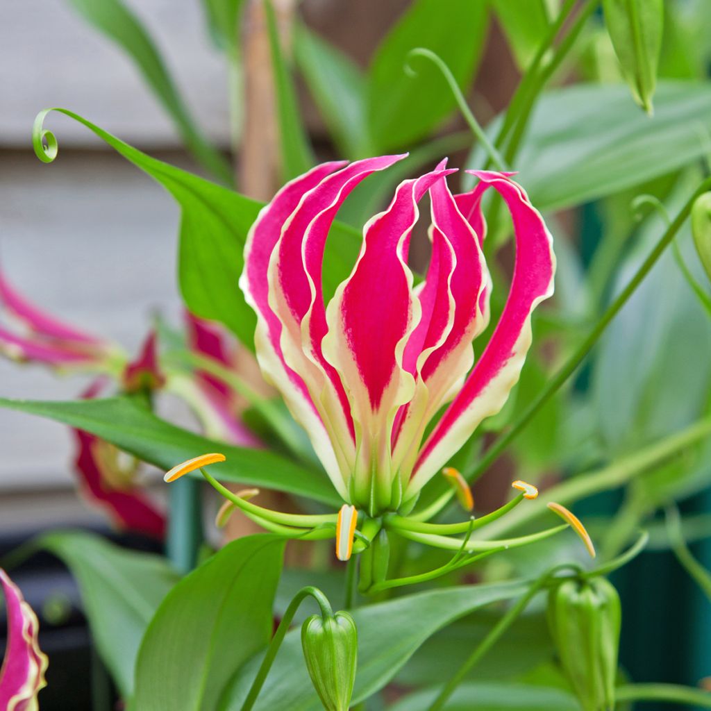 Gloriosa rothschildiana - Lis glorieux   