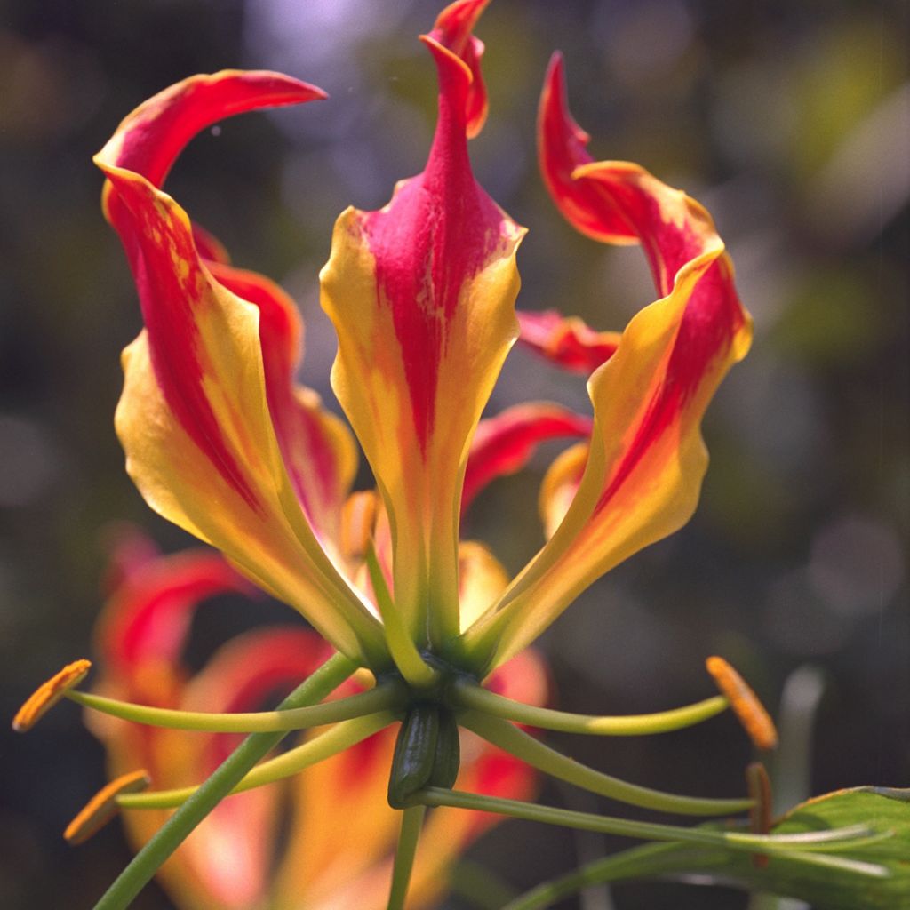 Gloriosa rothschildiana - Lis glorieux   