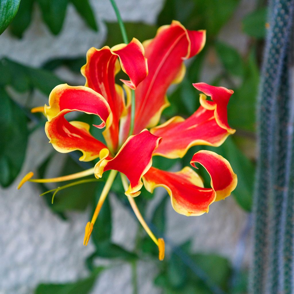 Gloriosa rothschildiana - Lis glorieux   