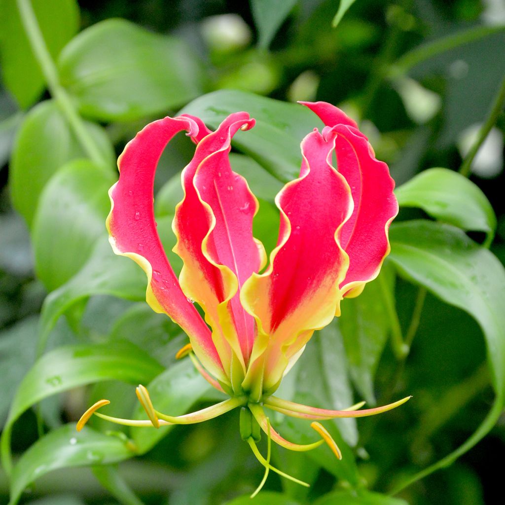 Gloriosa rothschildiana - Lis glorieux   