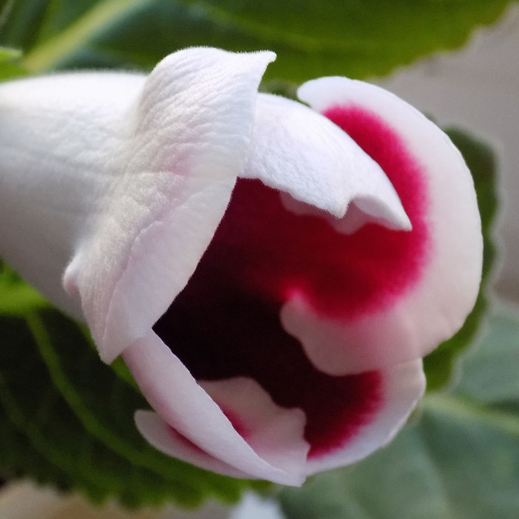 Gloxinia Kaiser Friedrich