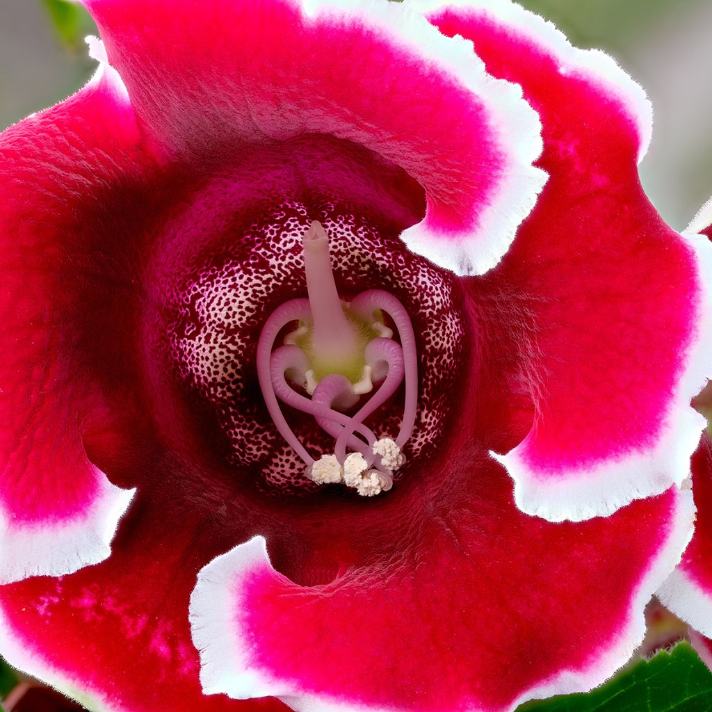 Gloxinia Kaiser Friedrich