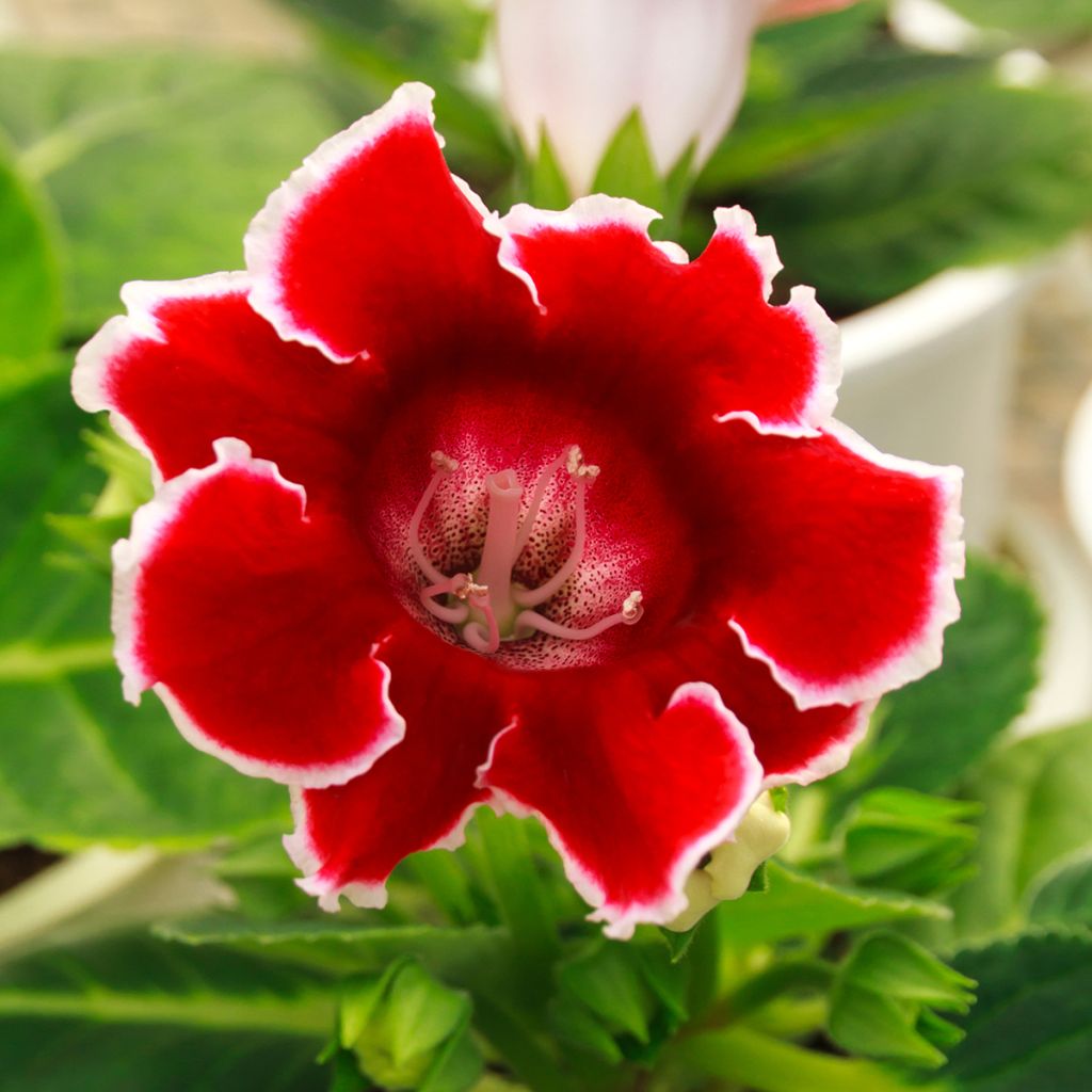 Gloxinia Kaiser Friedrich