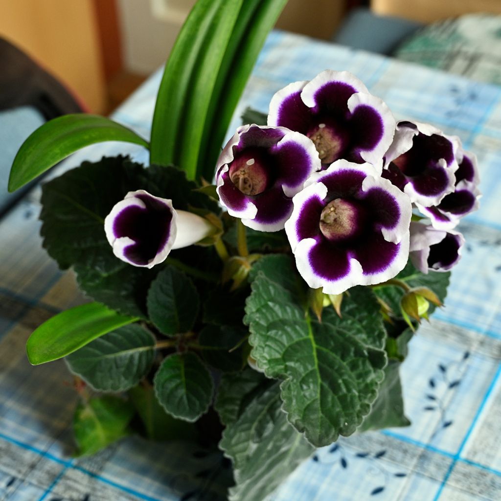 Gloxinia Kaiser Wilhelm  