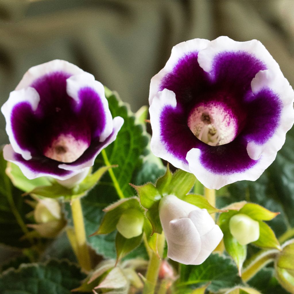 Gloxinia Kaiser Wilhelm  