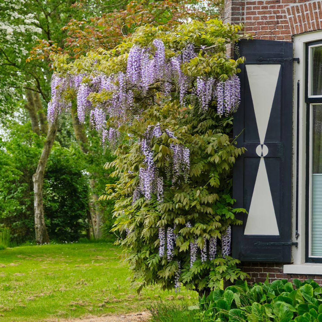 Glycine blanche du Japon - Vente en ligne de plants de Glycine