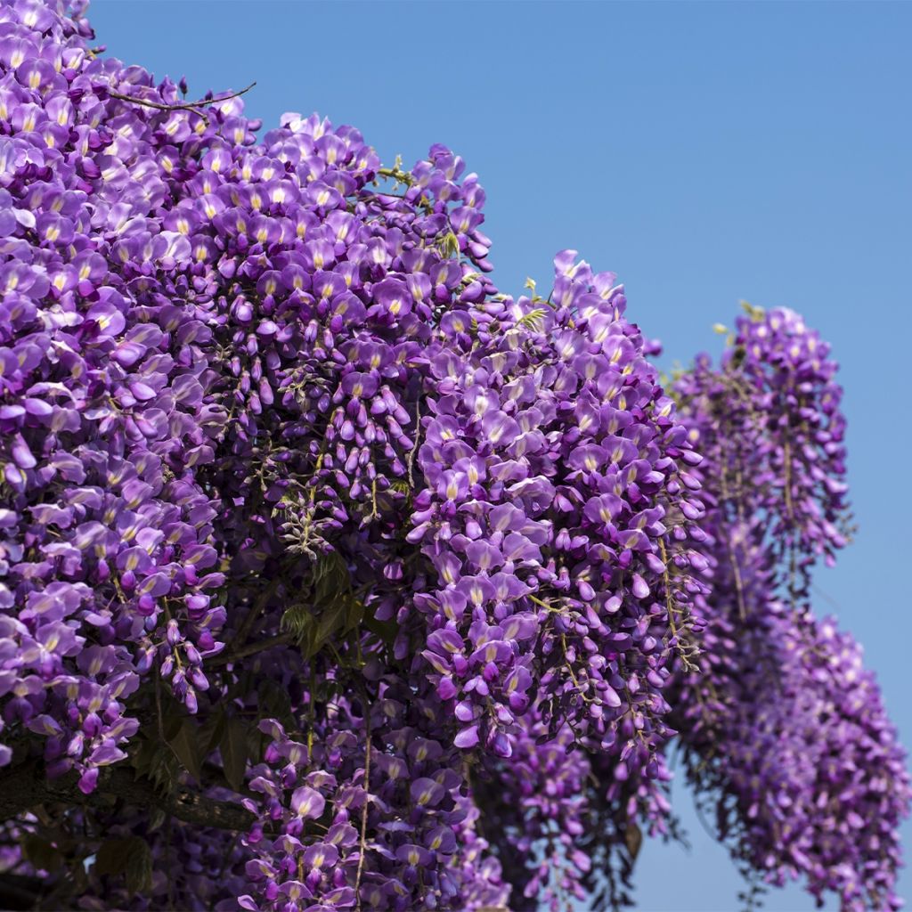 Glycine - Wisteria brachybotrys Yokohama Fuji livré en hauteur 200/250 cm en pot de 7,5l/10l