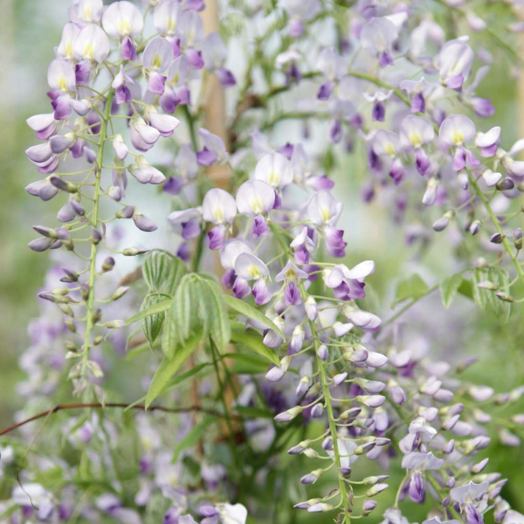 Glycine de Chine Prolific - Wisteria sinensis 