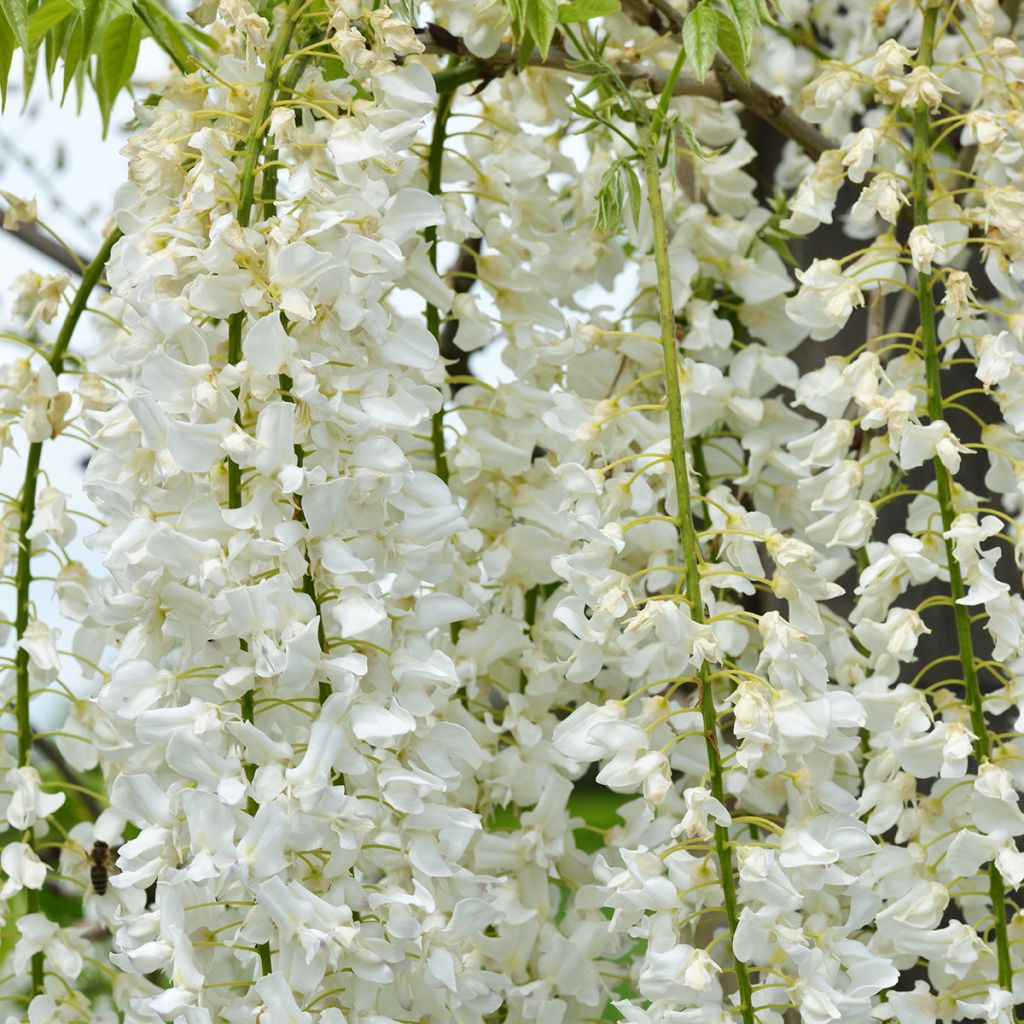 Glycine du Japon - Wisteria floribunda Shiro-noda